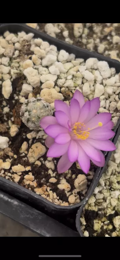 plant/Mammilaria Theresae-0-thumbnail