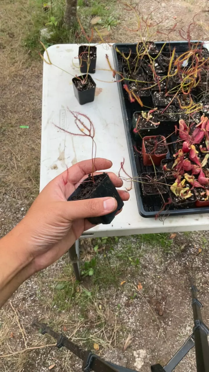 plant/Drosera binata multifida extreme small-0