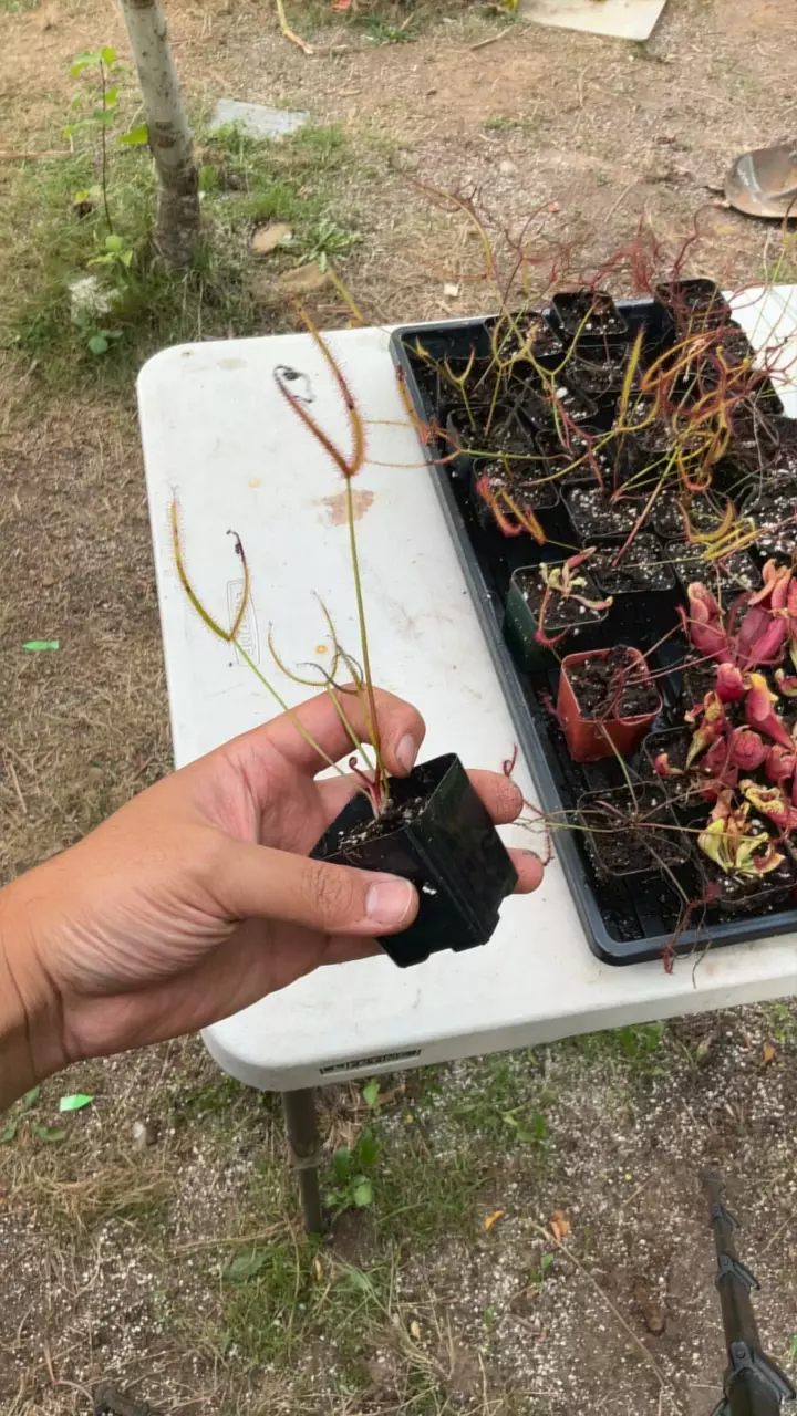 plant/Drosera binata giant-0