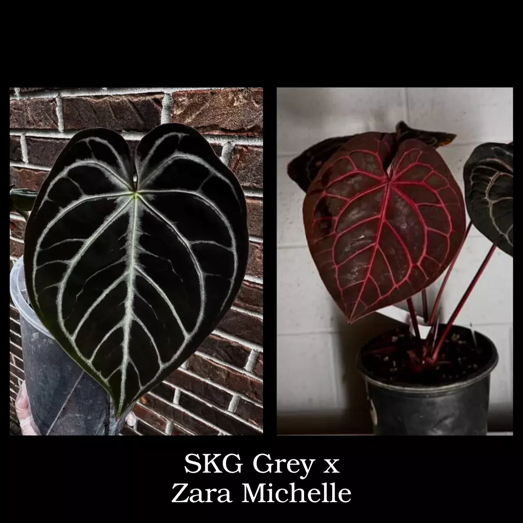 plant/SKG Grey x Zara Michelle Growers Choice-0