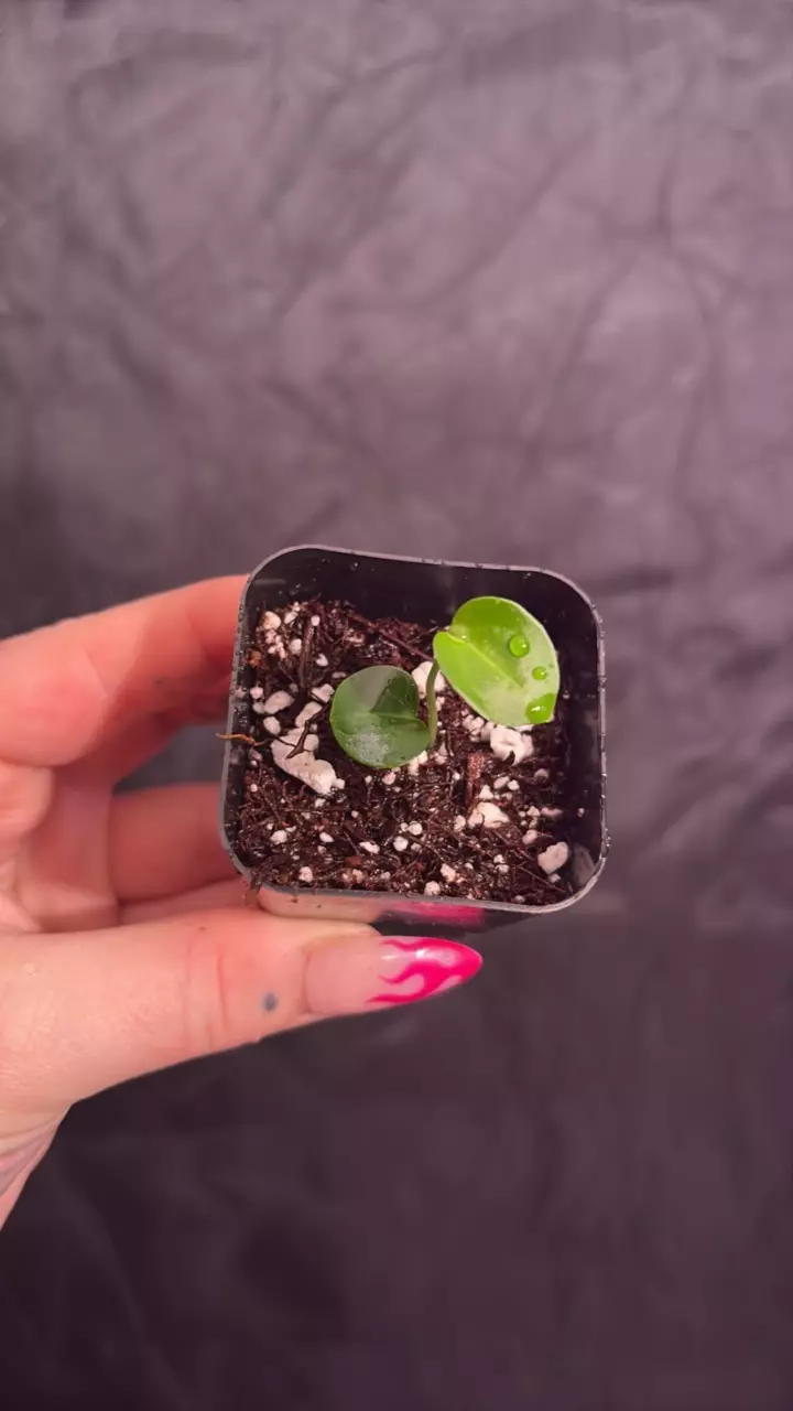 plant/SKG Grey x Carla RA10 S1 Growers Choice-1