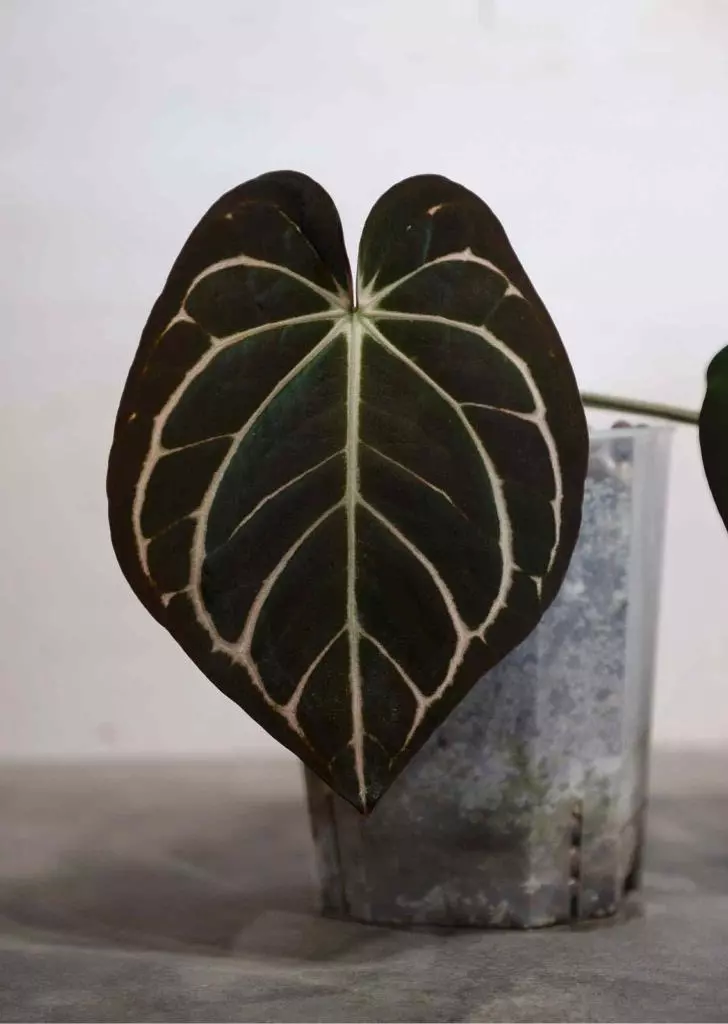 plant/Anthurium carlablackiae (OG4 x PM6)-0