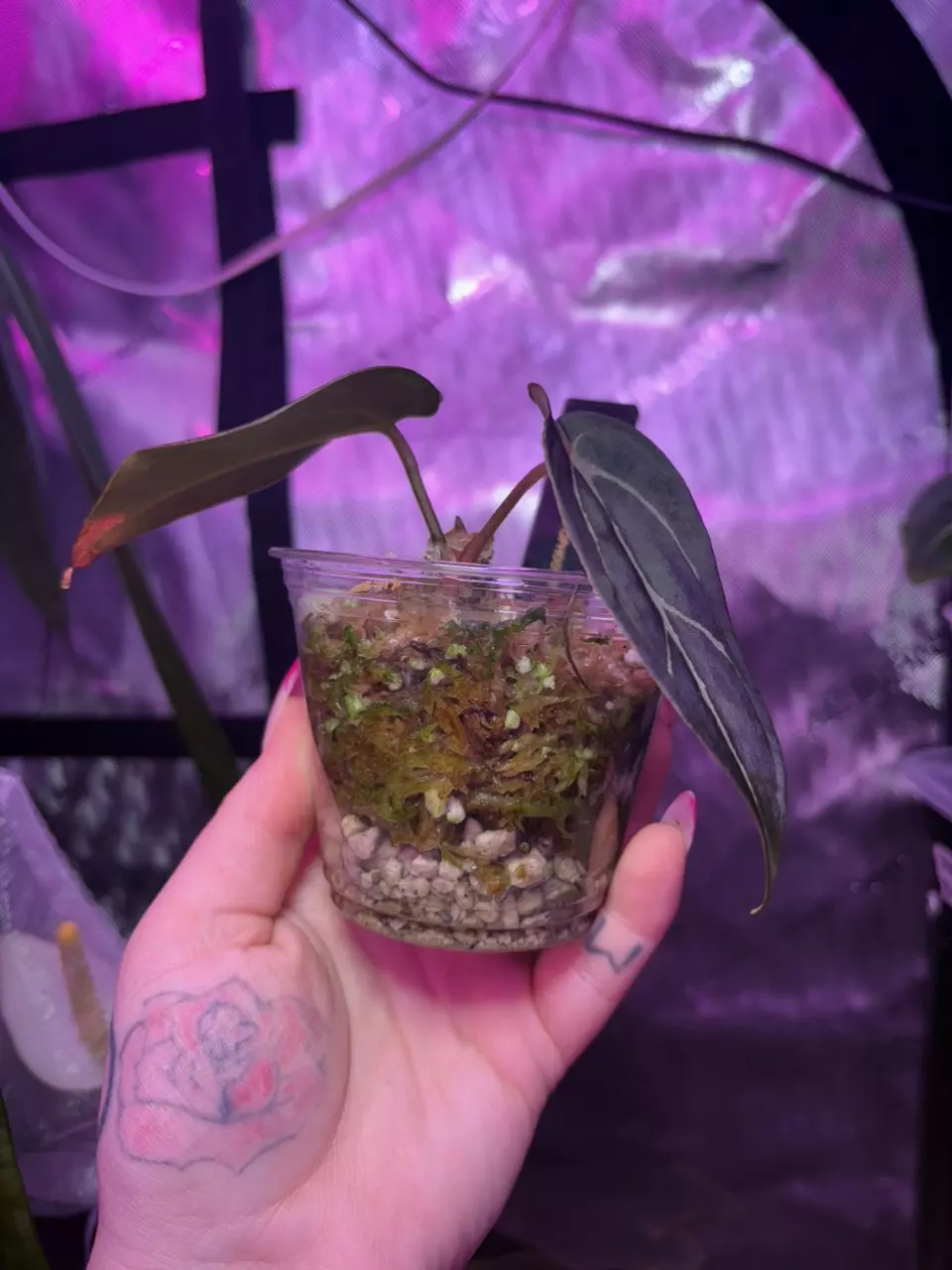 plant/Carla Round x GPH001-1