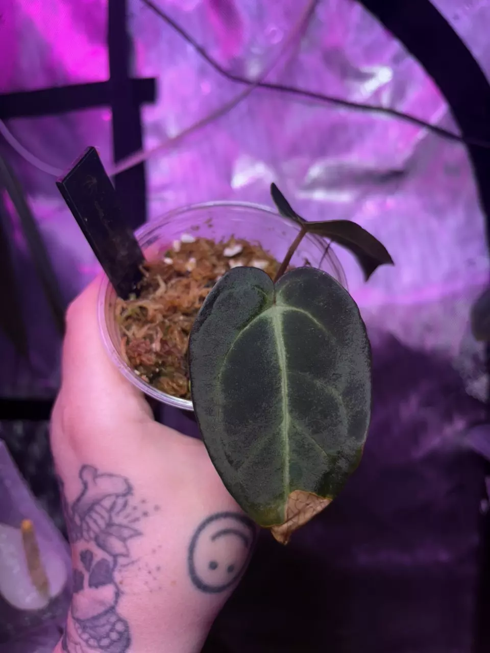 plant/Carla Round x GPH001-2