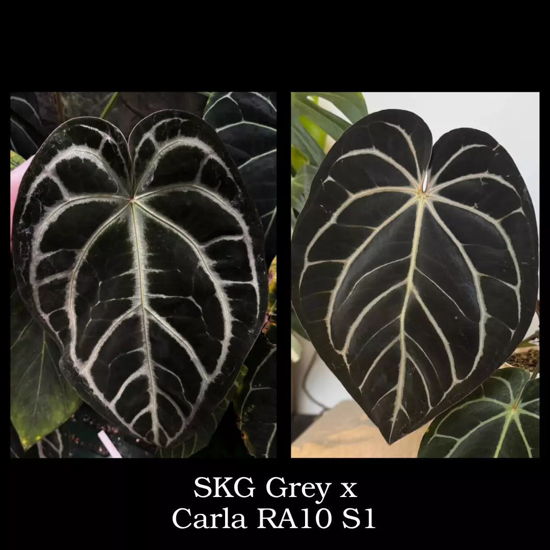 plant/SKG Grey x Carla RA10 S1 Growers Choice-0