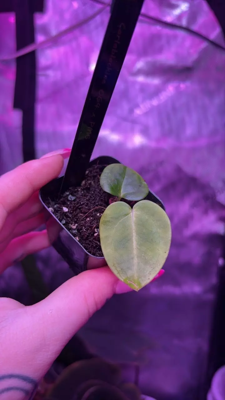 plant/Anthurium carlablackiae (OG4 x PM6)-2