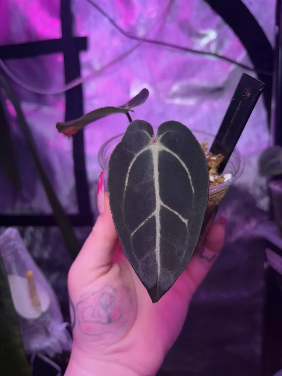 plant/Carla Round x GPH001-0