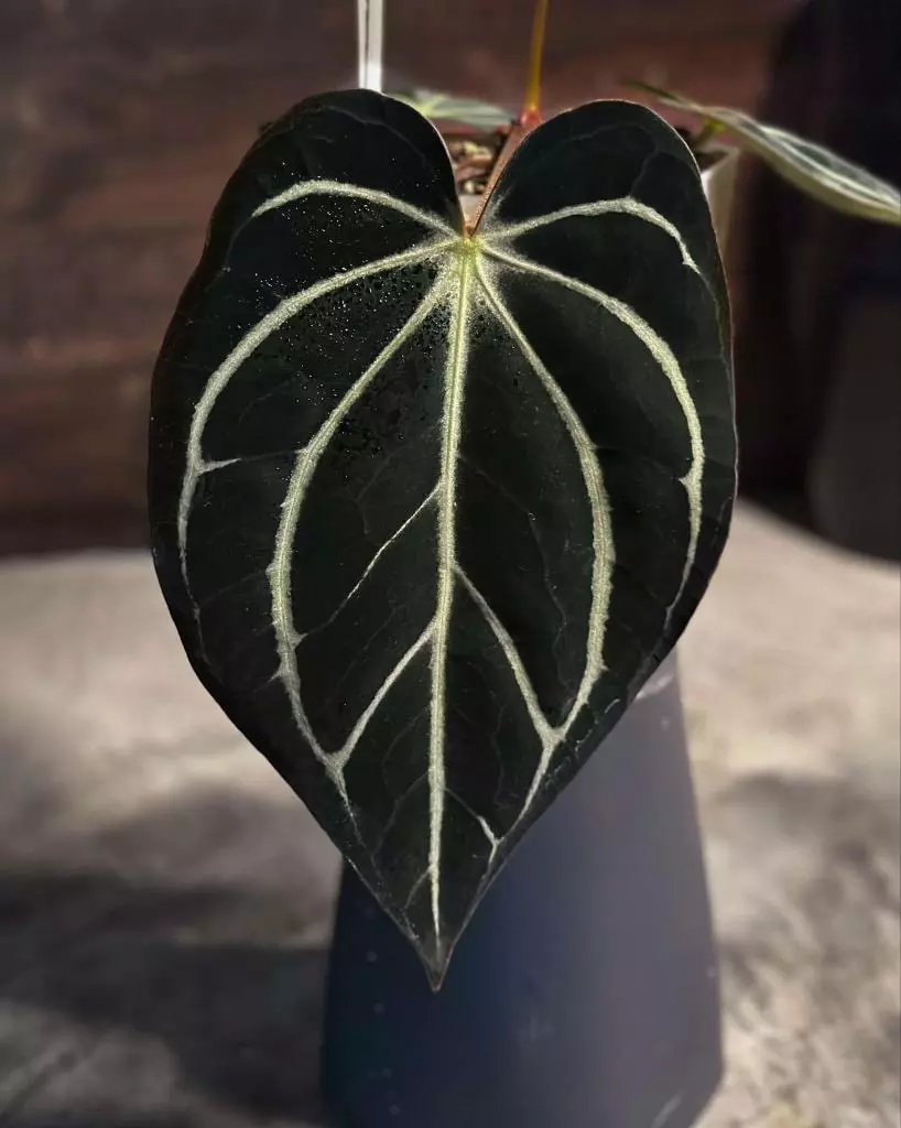 plant/Anthurium carlablackiae (OG4 x PM6)-1