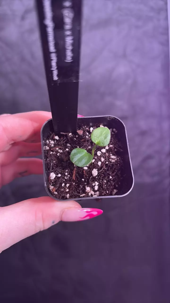 plant/SKG Grey x Zara Michelle Growers Choice-1