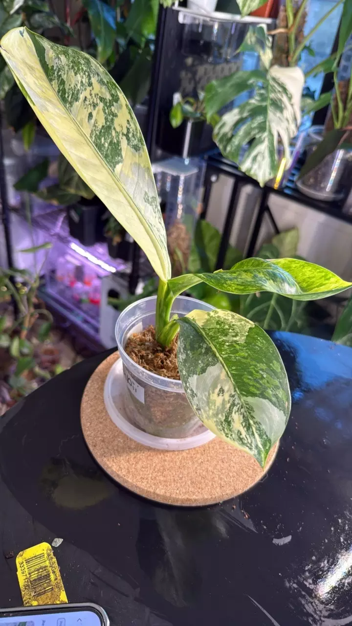 plant/Dieffenbachia Big Ben-0