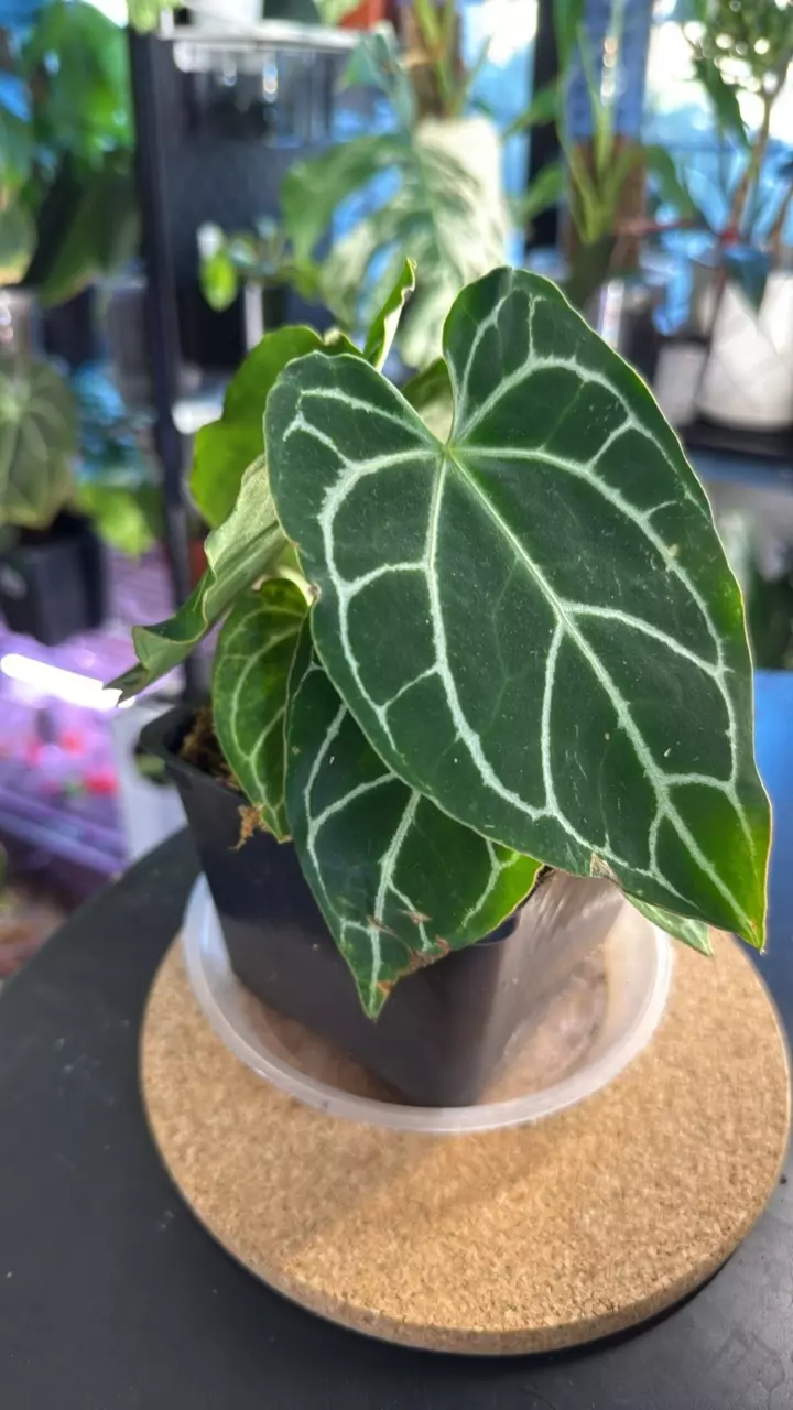 plant/Anthurium Crystallinum-0