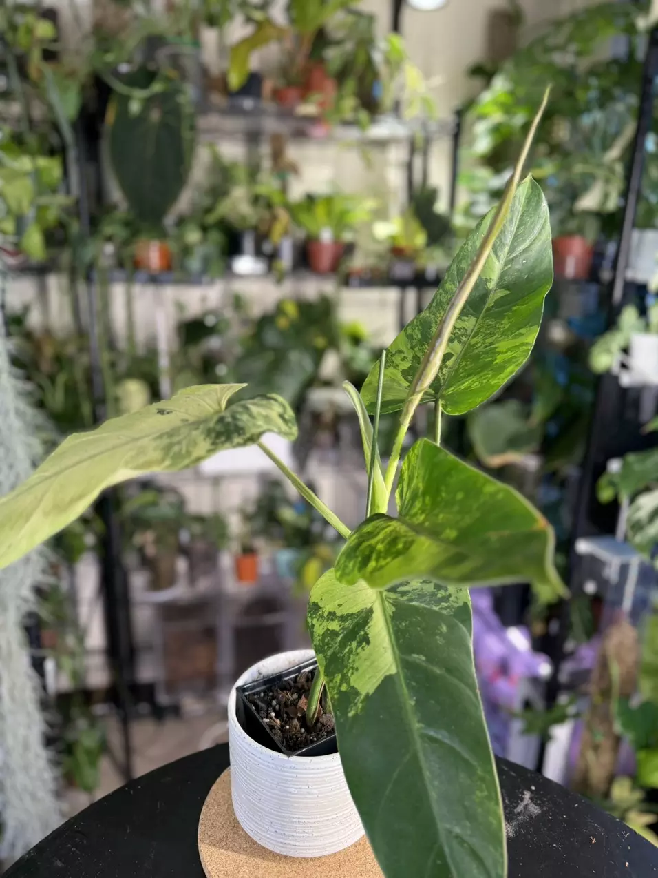 plant/Philodendron Whipple Way-0