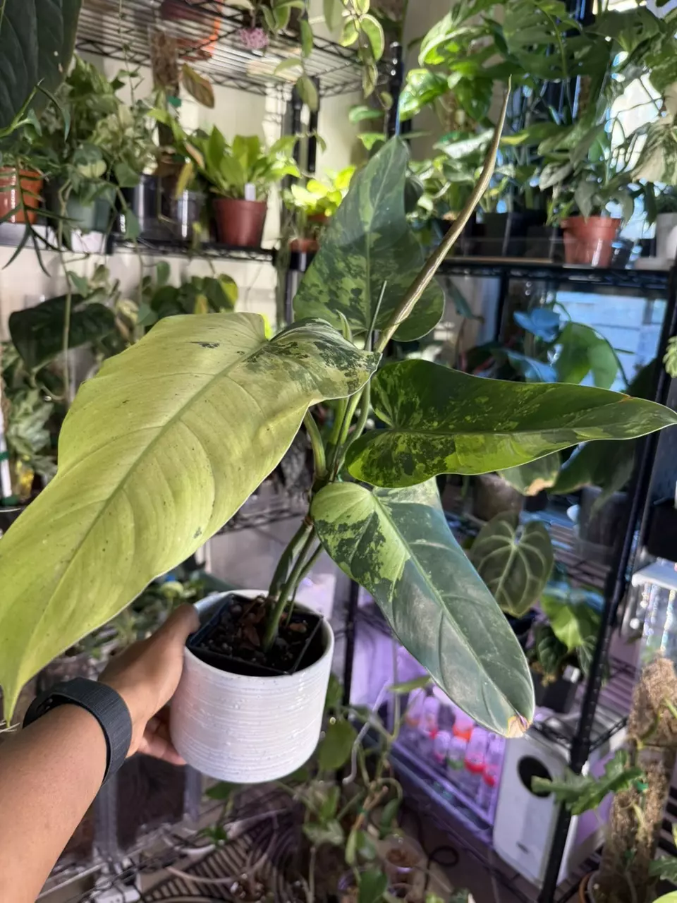 plant/Philodendron Whipple Way-1