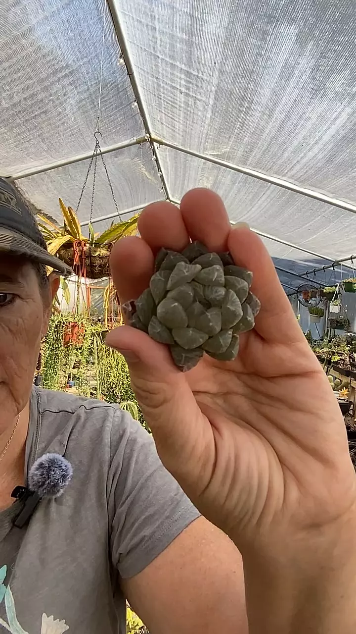plant/Haworthia Cooperi-0