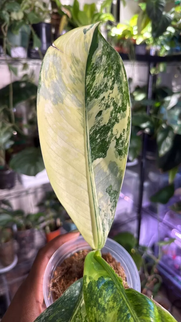 plant/Dieffenbachia Big Ben-2