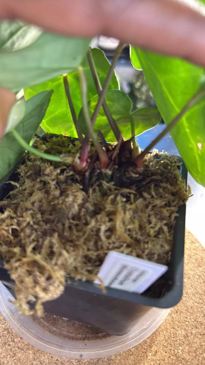 plant/Anthurium Crystallinum-2