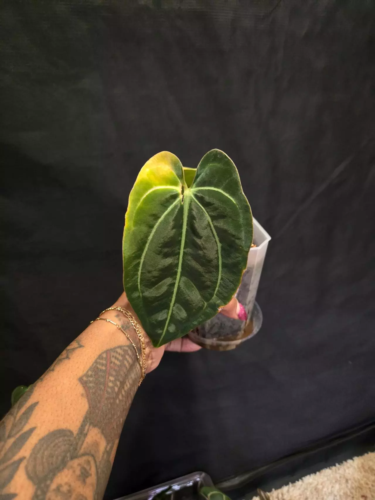 plant/Bess Narrow x Carla H - Paul-0