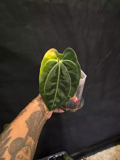 plant/Bess Narrow x Carla H - Paul-0-thumbnail