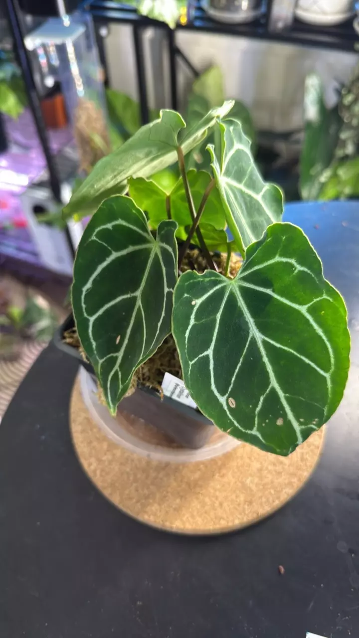 plant/Anthurium Crystallinum-1