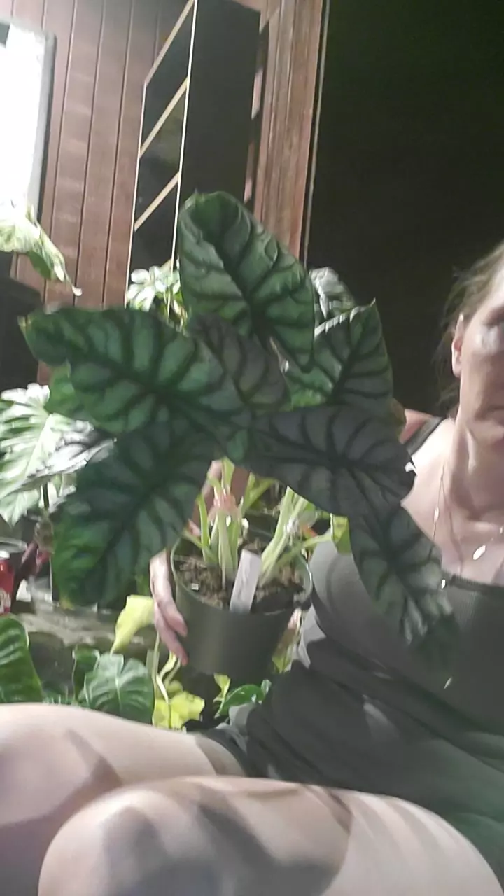 plant/Silver. Dragon giant-0