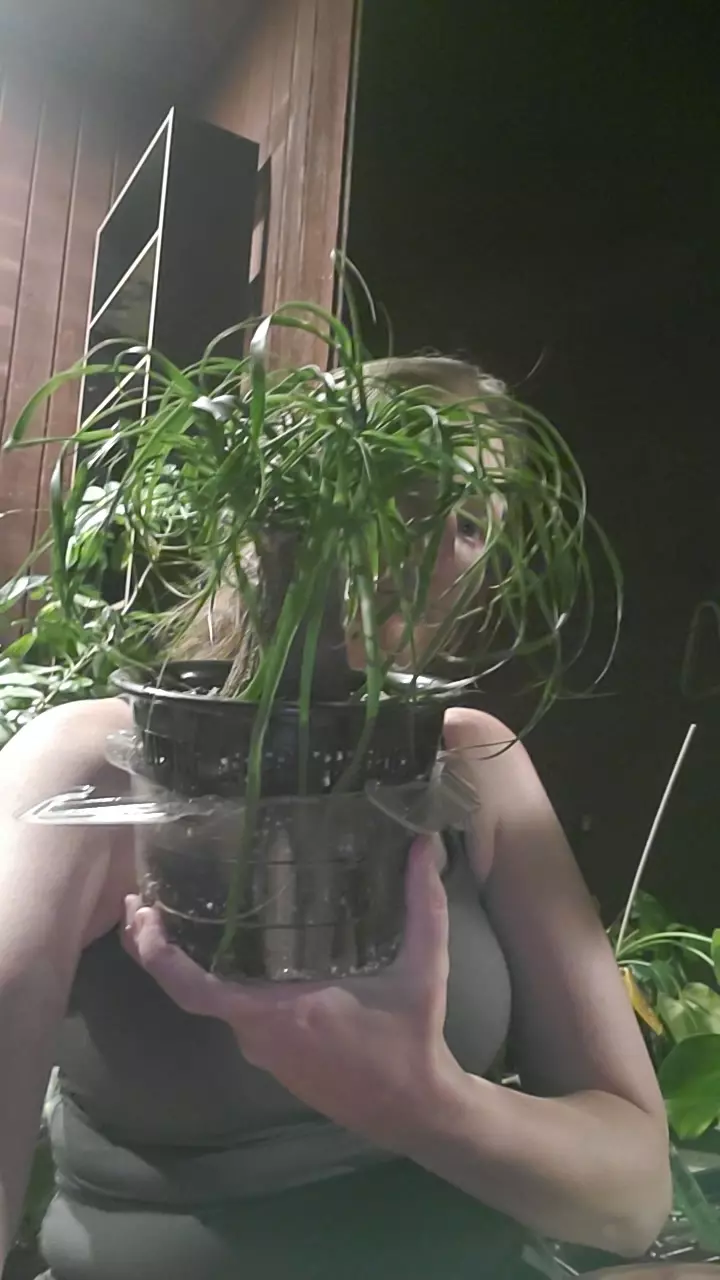 plant/Ponytail in 8" pot-0