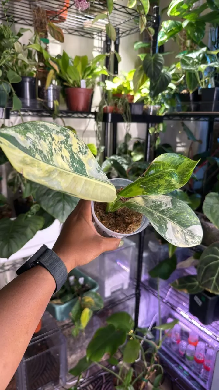 plant/Dieffenbachia Big Ben-1