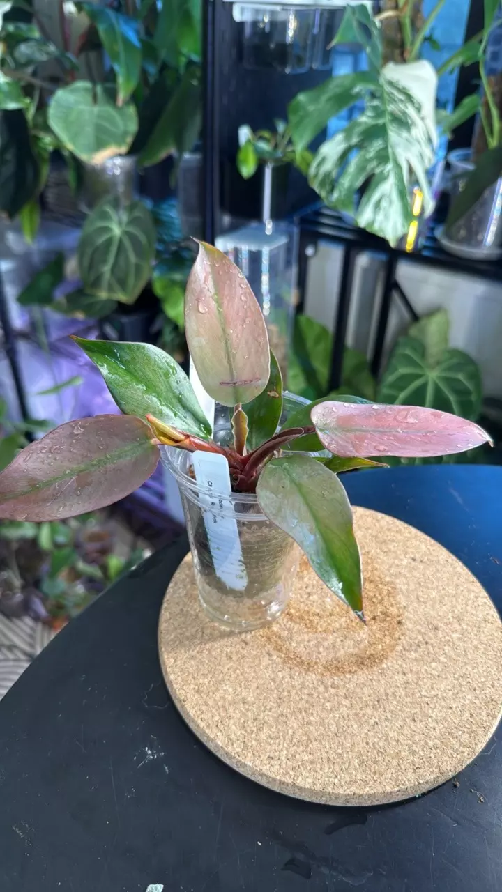plant/Phildendron Cherry Red Pink-0