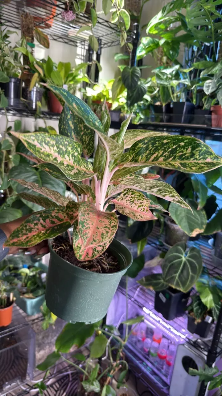 plant/Algaonema Lady Valentine-0