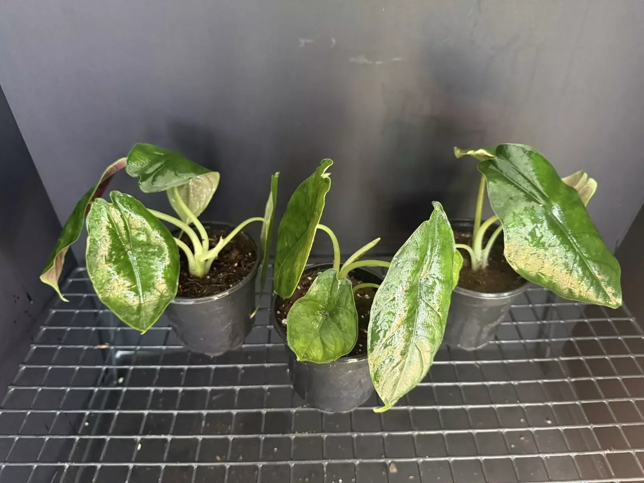 plant/Alocasia Green Unicorn-0