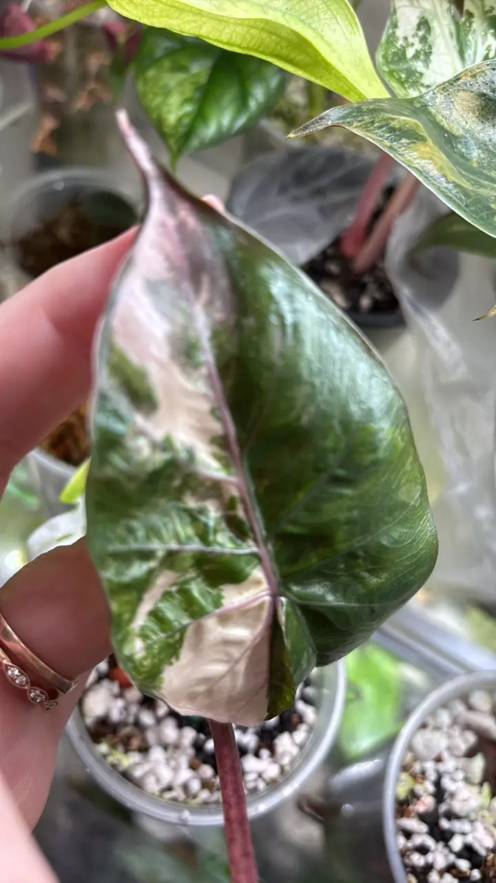 plant/Alocasia Pink yucatan sprouted corm-1