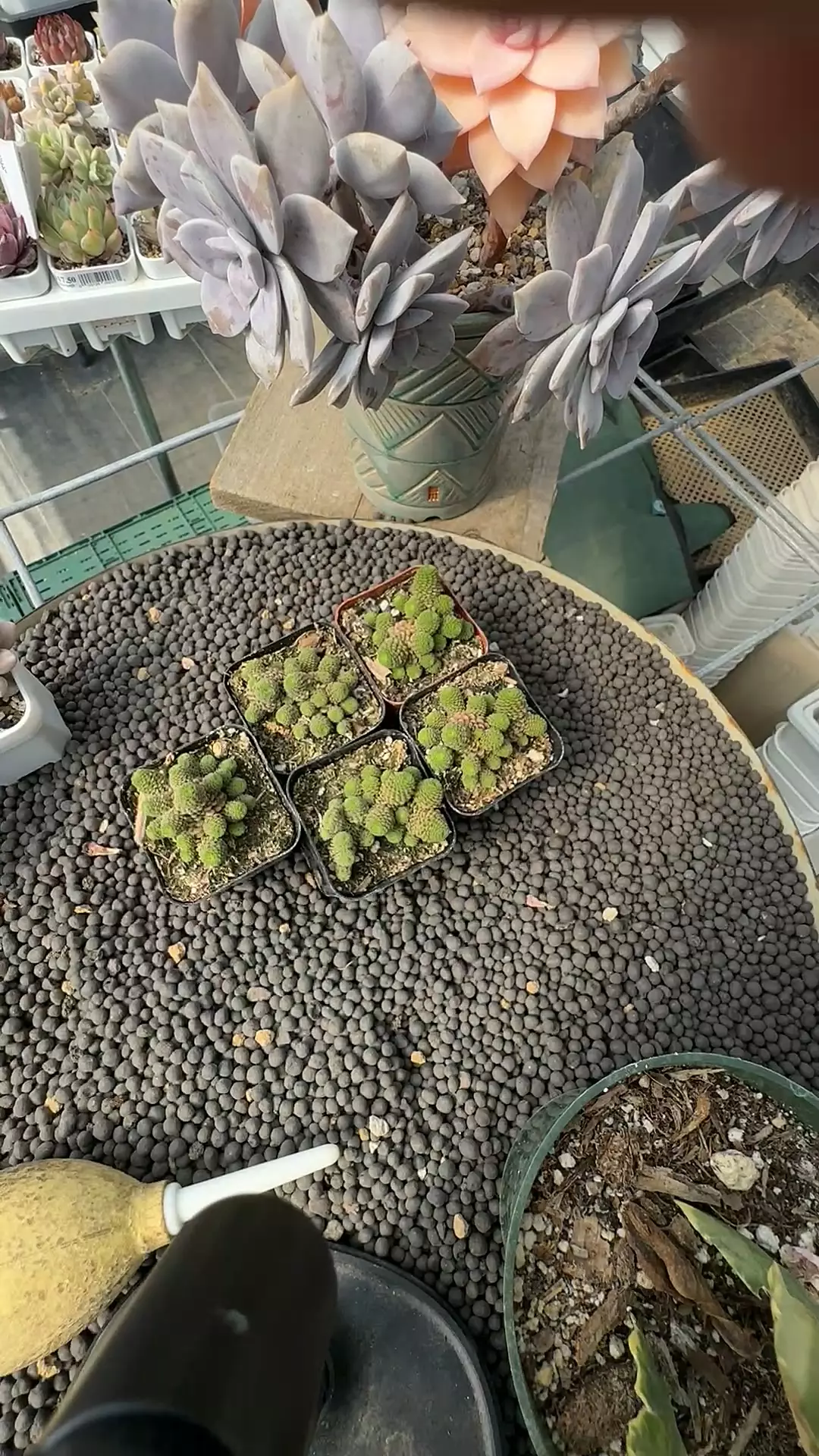 plant/Grower's Choice - M. polyphylla-0