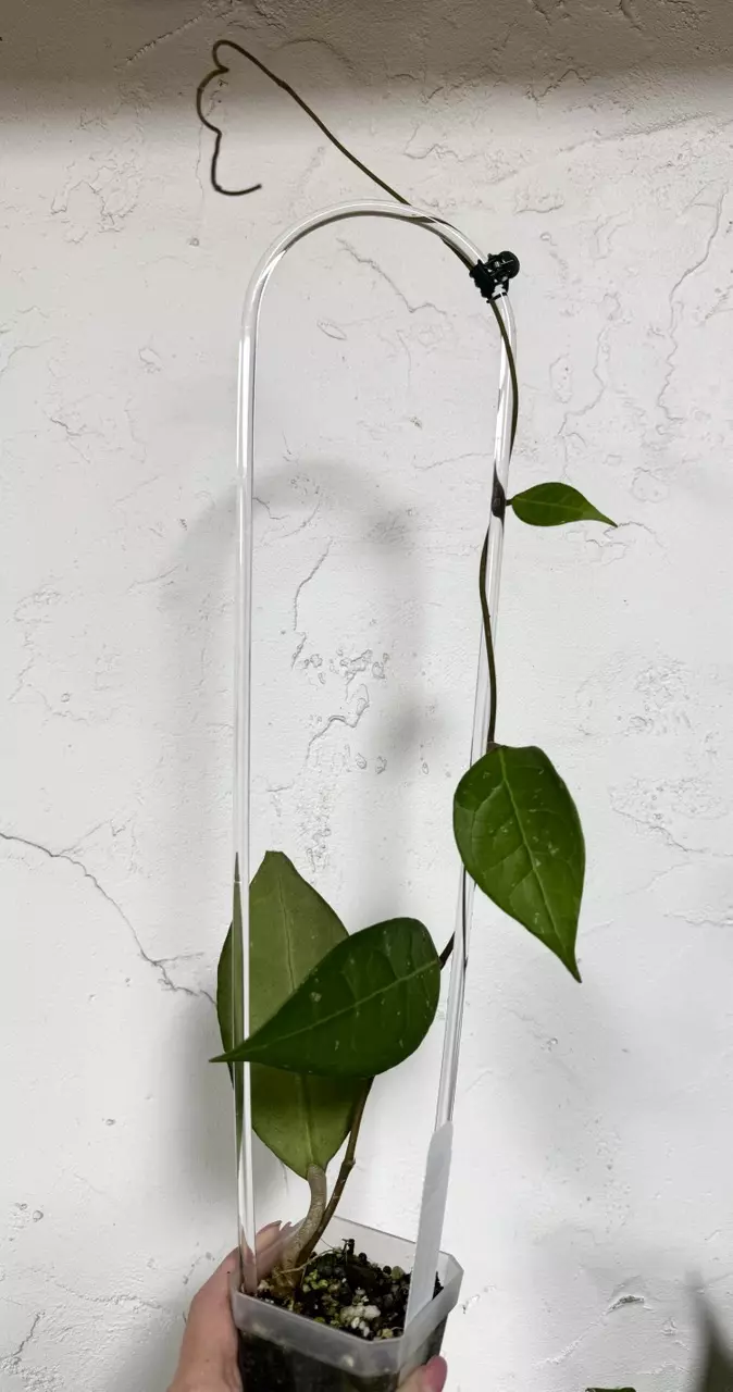 plant/3” Hoya verticillata (sp. Tanggamus)-0