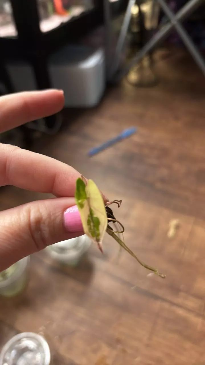 plant/Alocasia Pink yucatan sprouted corm-0