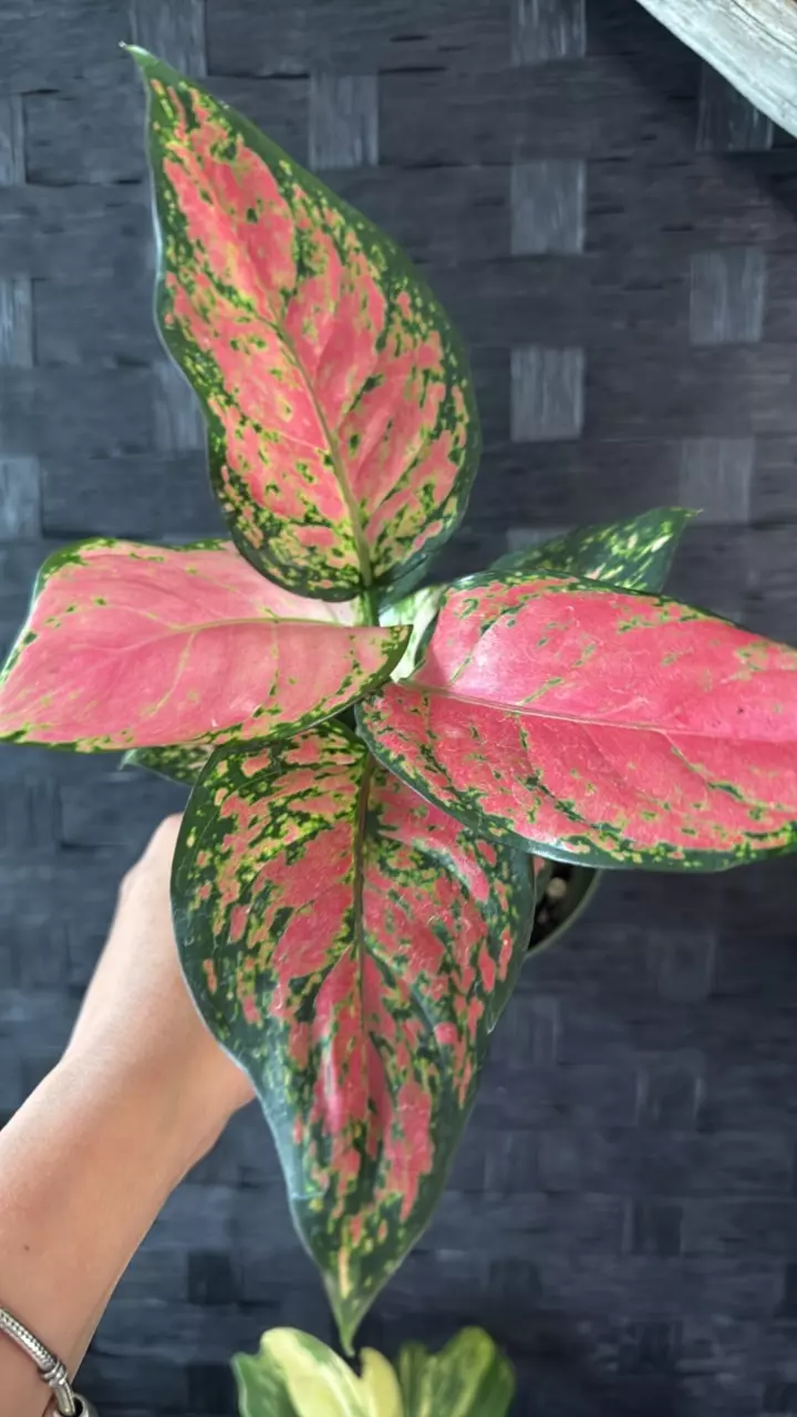 plant/Aglo Pink Lady Valentine-0