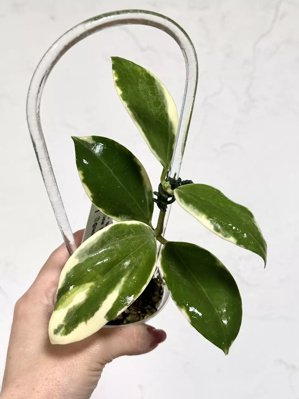 plant/3” Hoya para (Albomarginata) - Retired Mother Plant-0