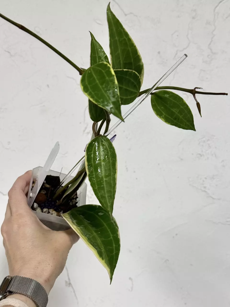 plant/3” Hoya latifolia (fka macrophylla Albomarginata)-0