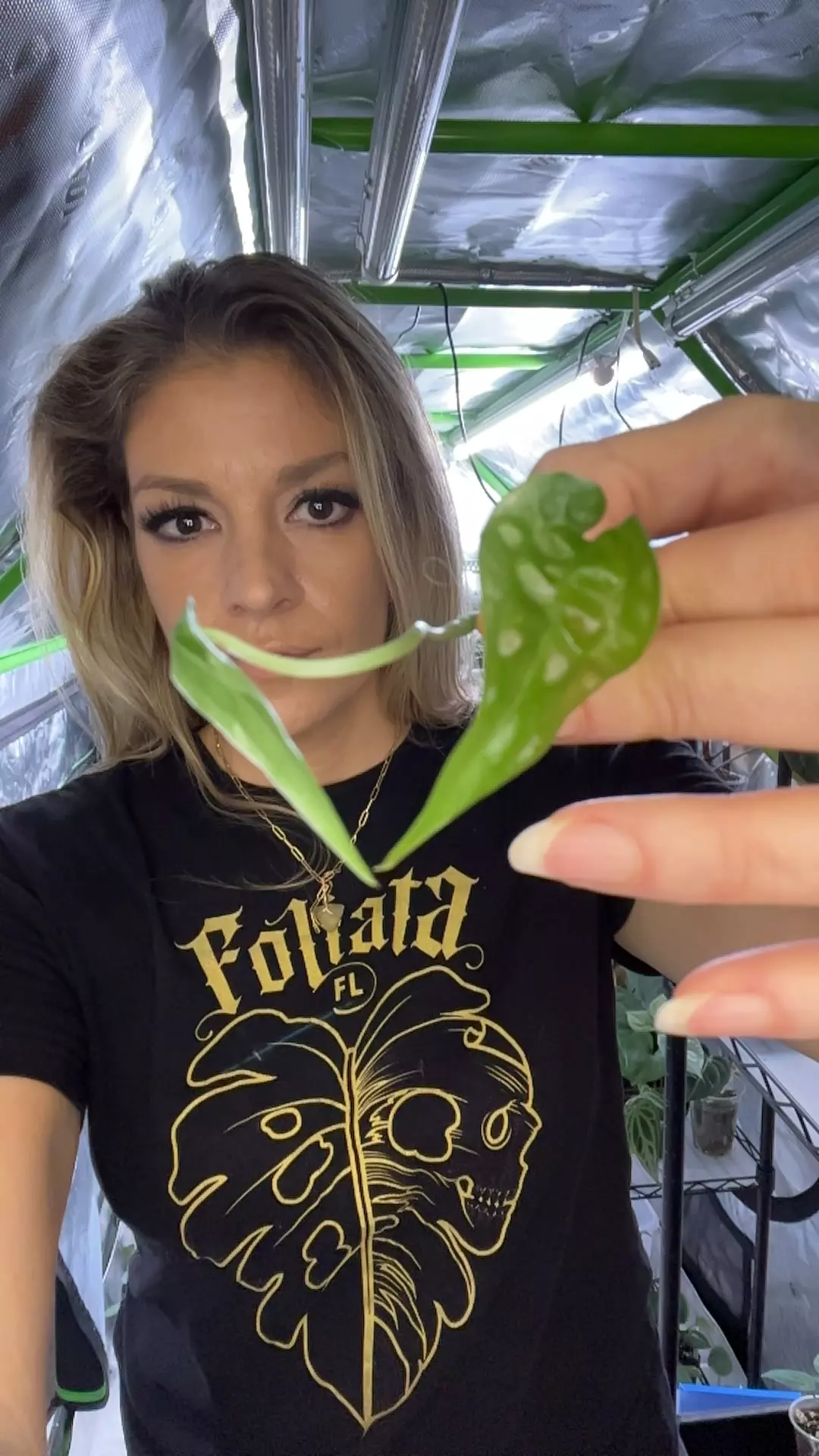 plant/Anthurium Sp Limon Top Cut with roots-0