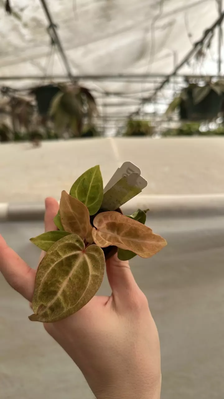 plant/PS-3056 Anthurium ‘Arnold Schwarzenegger’ x ‘Chuck Norris’-0