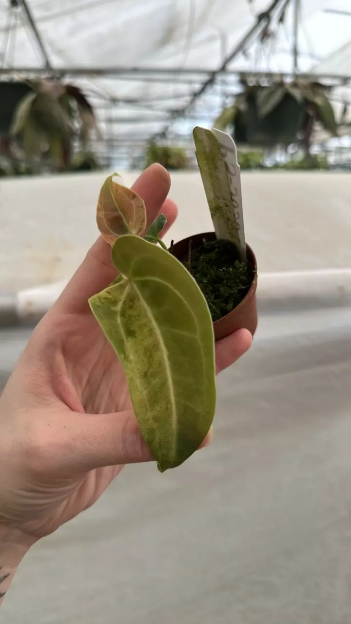 plant/PS-3055 Anthurium ‘Arnold Schwarzenegger’ x ‘Chuck Norris’-0