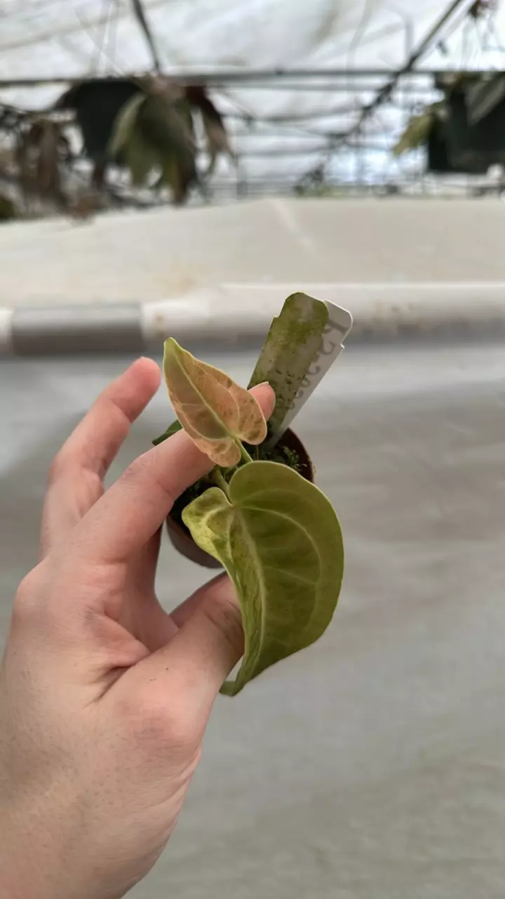 plant/PS-3055 Anthurium ‘Arnold Schwarzenegger’ x ‘Chuck Norris’-1
