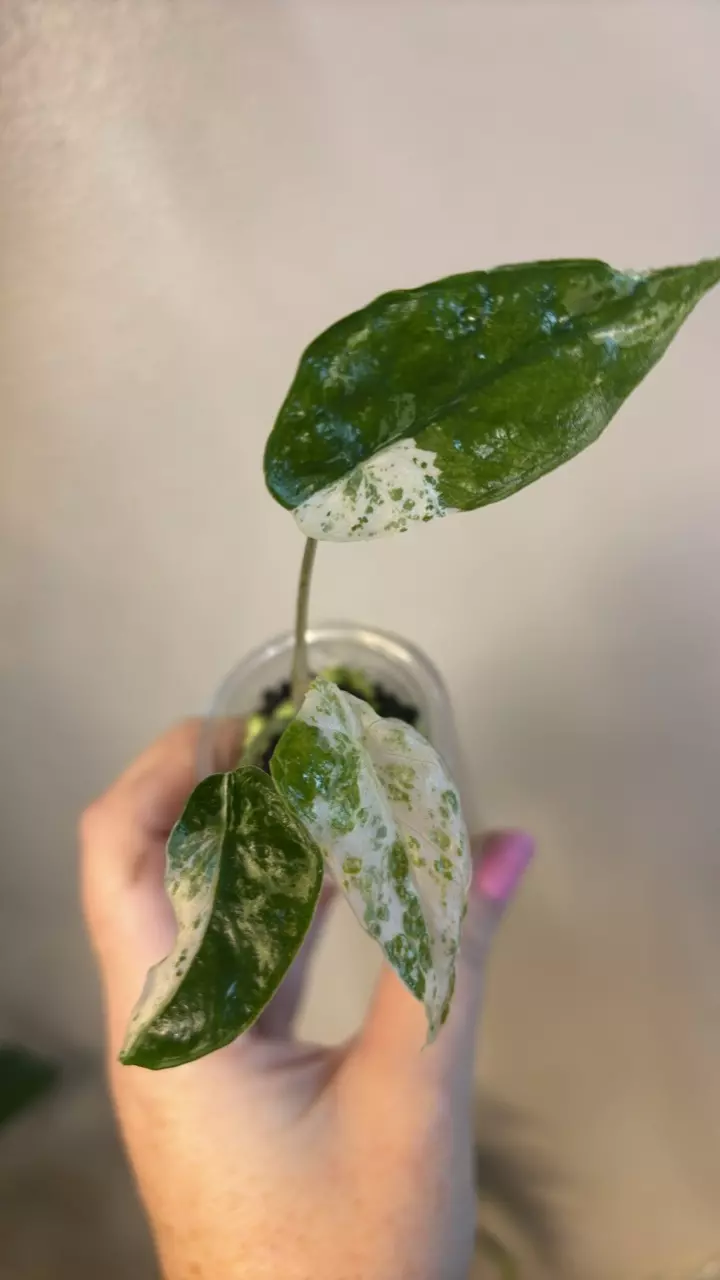 plant/Odora blizzard pup-0