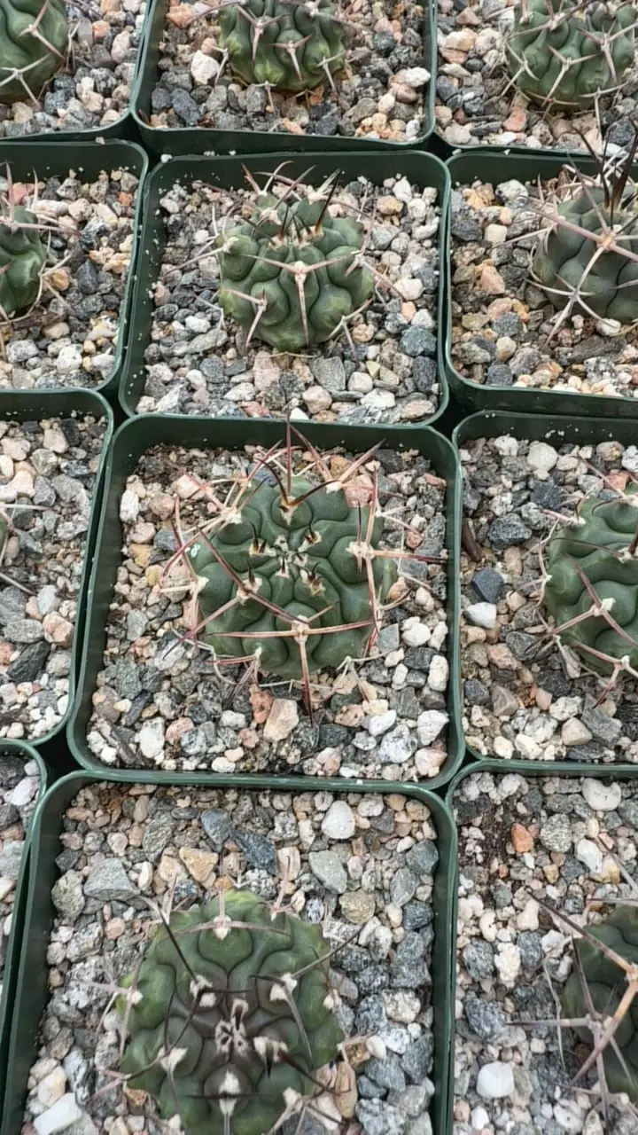 plant/Gymnocalycium schickendantzii-0
