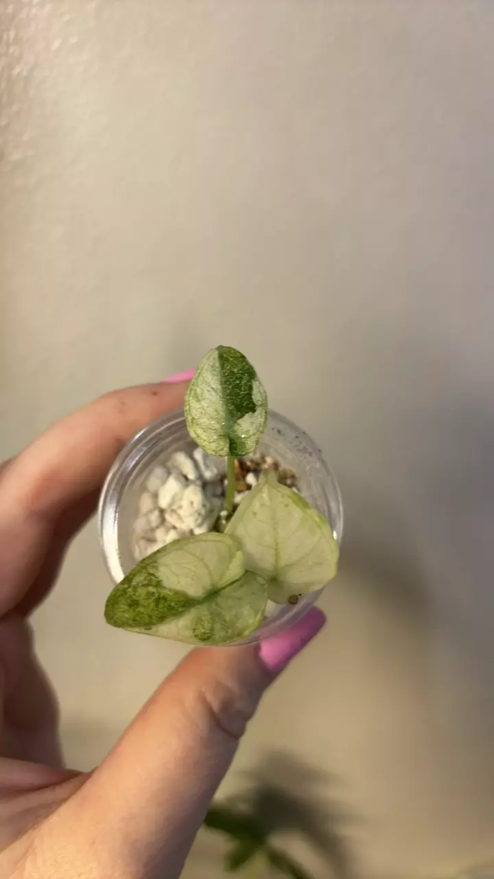 plant/Alocasia tri   color ninja  pup-0