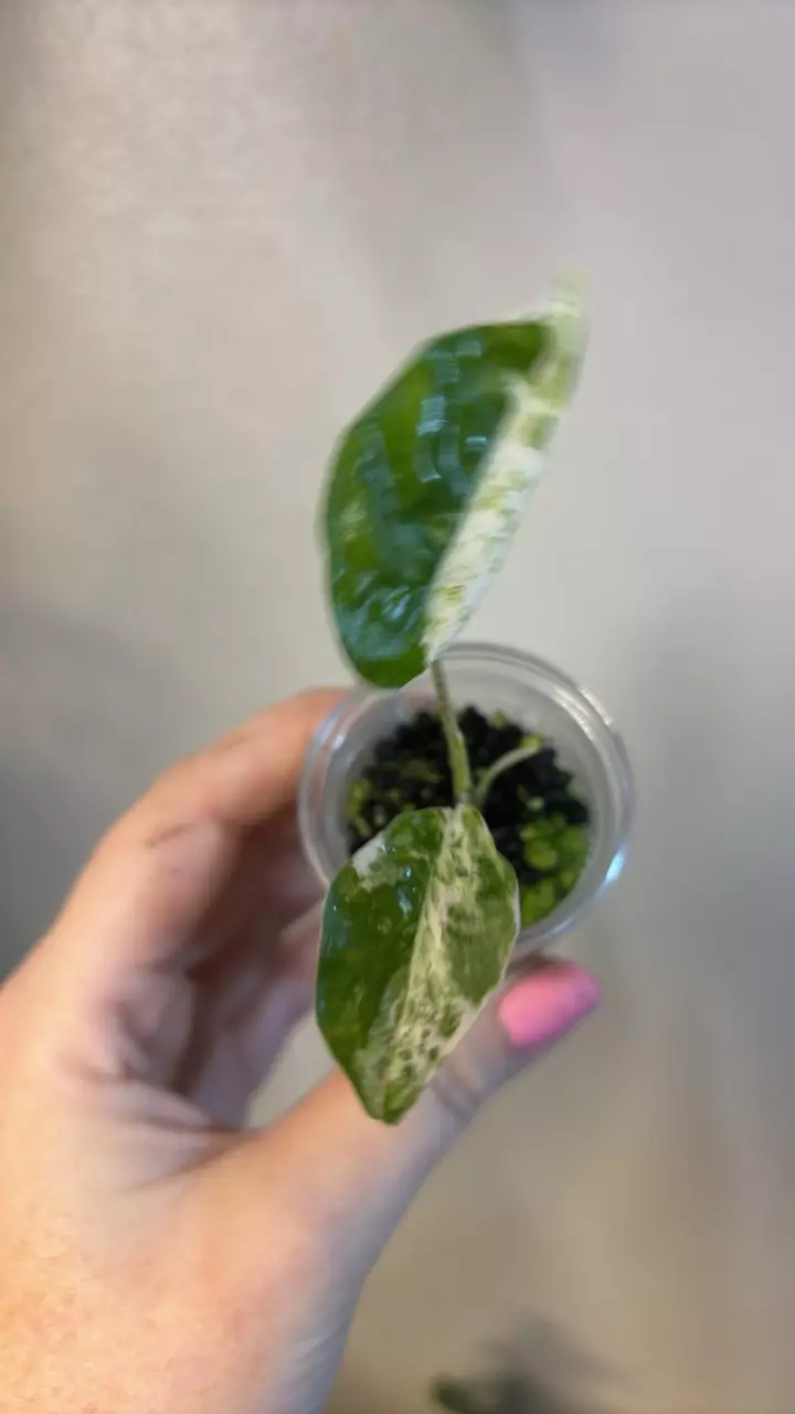 plant/Odora blizzard-0