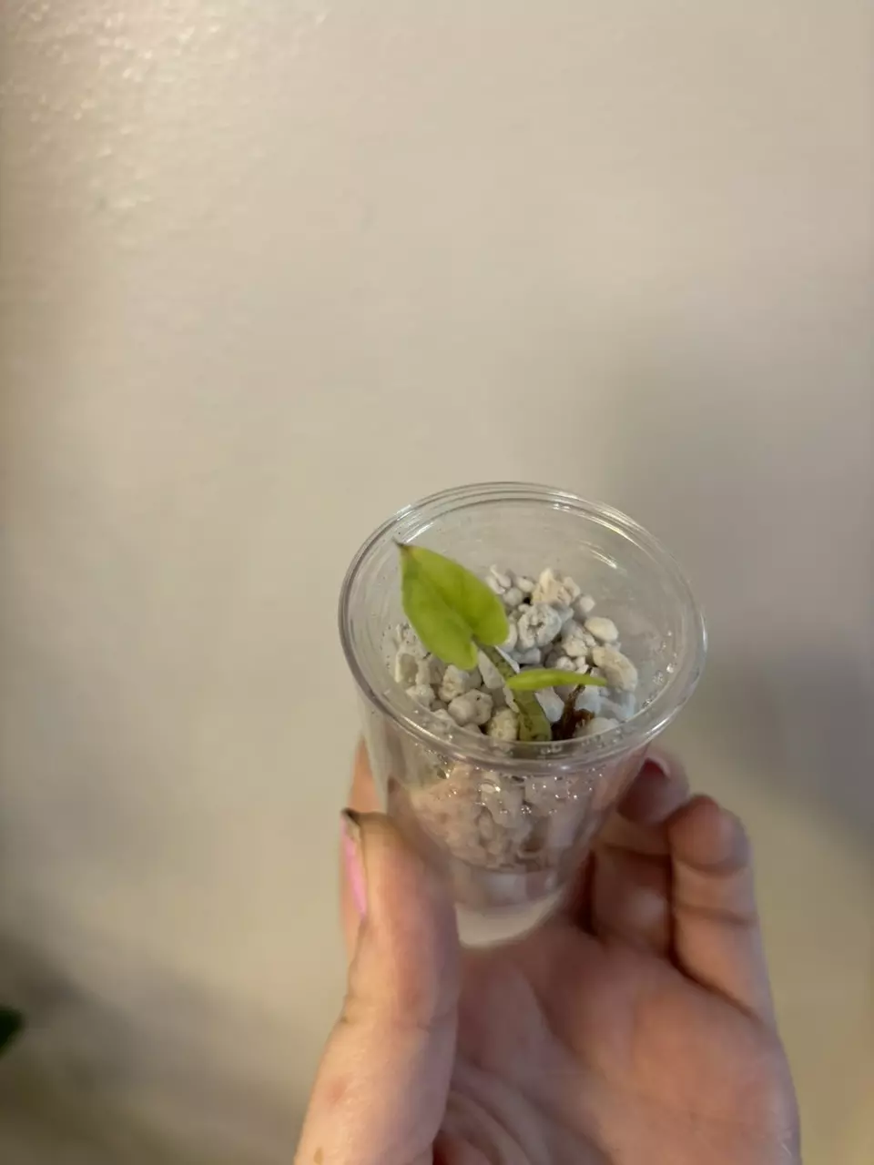 plant/Alocasia lauterbachiana mint-0