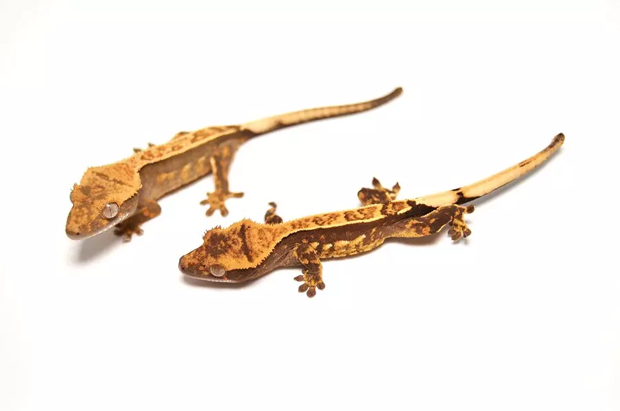plant/Premium Crested Gecko-0