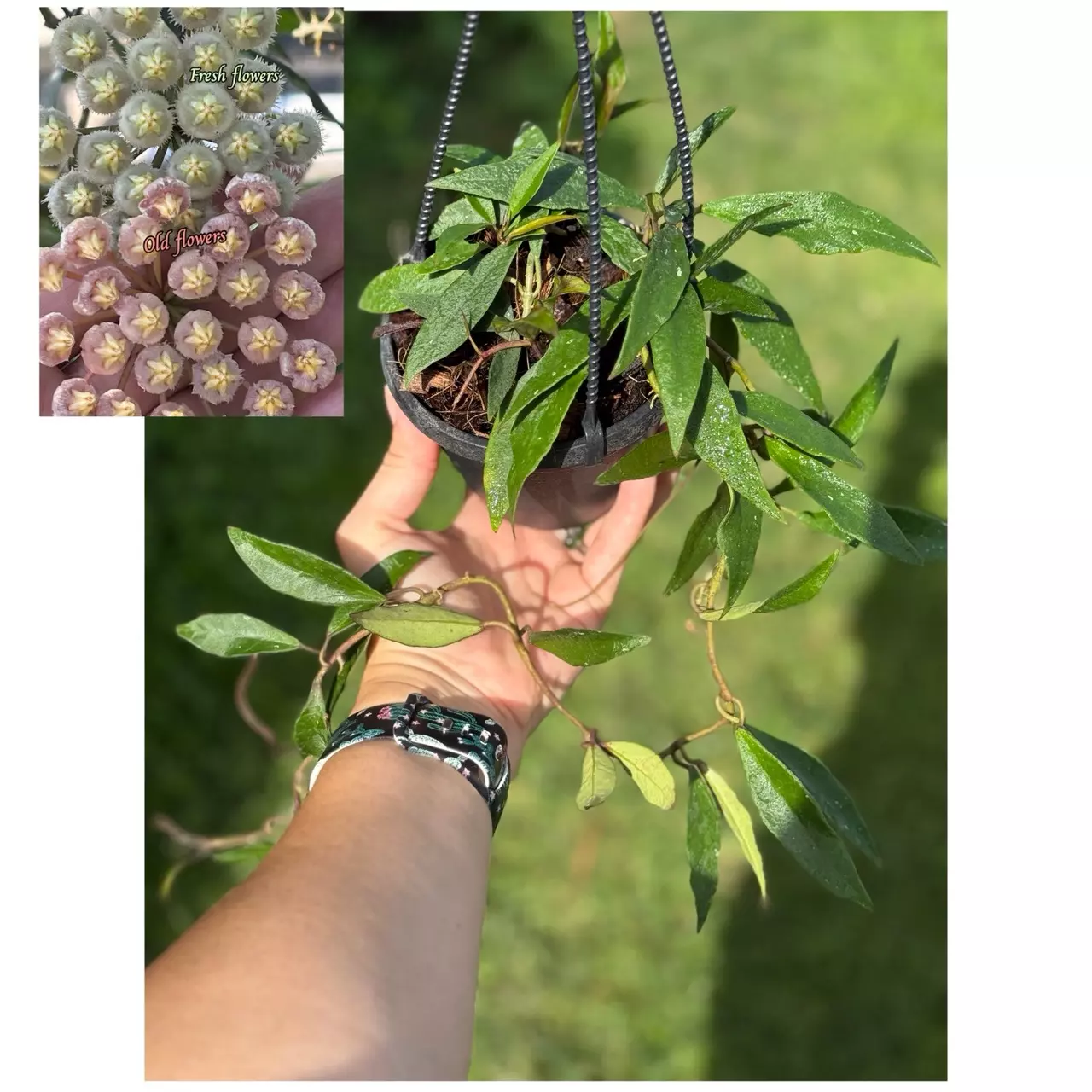 plant/Hoya mirabilis hanging basket (exact plant) mature to bloom-0