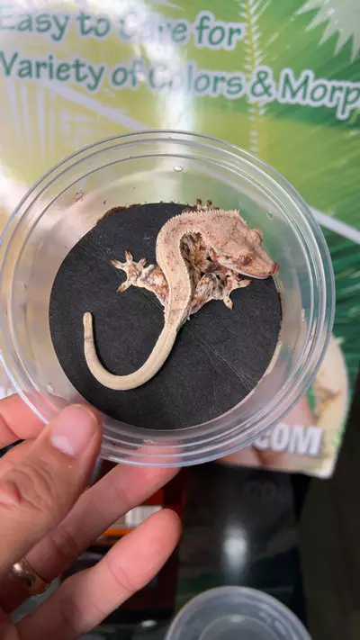 plant/Lilly white male-0-thumbnail