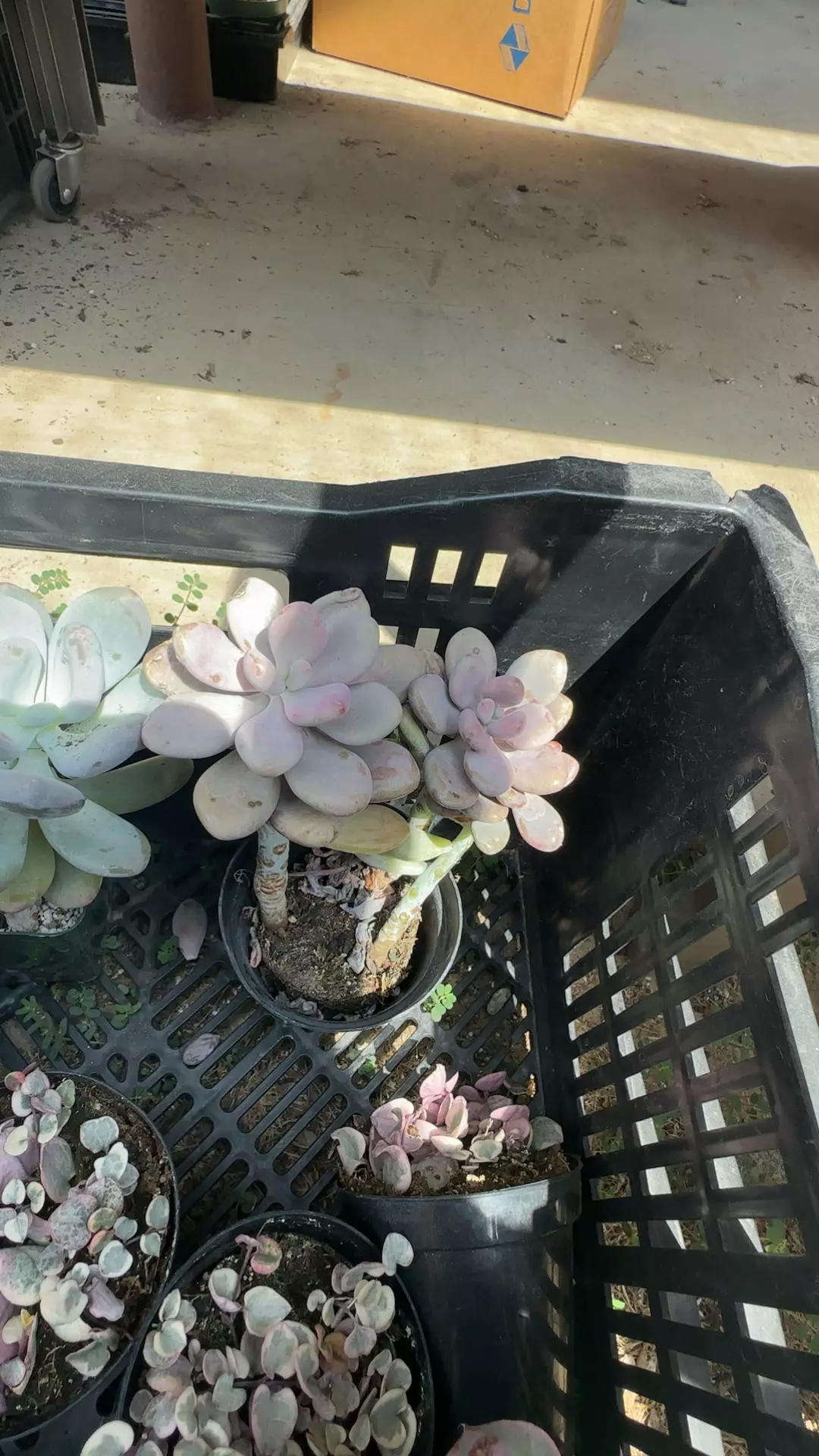 plant/Purple Moonstone-0