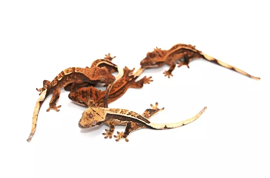 plant/High End Baby Crested Gecko-0